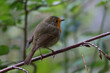 Robin sits on a branch in the forest