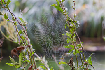 Cobweb between two plants