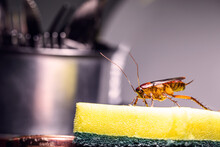 Cockroach Walking On A Washing Sponge In The Kitchen Sink With Dirty Dishes. Insect Contamination And Pest Concept