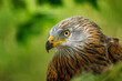 © Vaclav - Portrait of red kite, Milvus milvus, isolated on green background. Endangered bird of prey with red feather. Cute bird with beautiful eyes and feather. Wildlife scene. Habitat Europe, Africa.