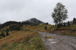 © Kulynych - Road after rain in foggy Carpathians forest