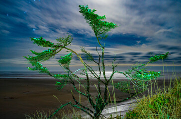 green tree at night