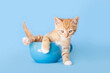 Orange tabby kitten playing inside a blue coffee mug