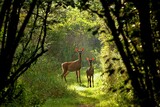Fototapeta Fototapety ze zwierzętami  - White tailed deer, doe and fawn near city park in Wisconsin.