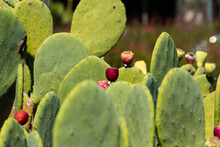 Prickly Pear Cactus 2