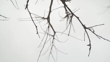 Bare Tree Branches With Grey Sky In Background