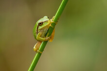 Closeup Of A Tiny European Tree Frog On A Branch Under The Sunlight With A Blurry Background