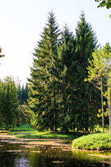 Wall Mural - reflection of autumn forest in blue lake in the park 