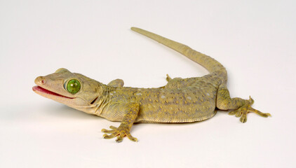 Poster - Smith's green-eyed gecko // Grünaugengecko (Gekko smithii)