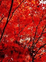 red maple leaves