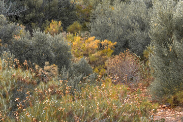 Meadow with Mediterranean wild herbs. Plants and flowers growing along the Mediterranean coast