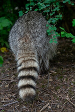 Close Up For Fluffy Raccoon Tail 