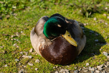 Duck Is Sleeping On The Grass