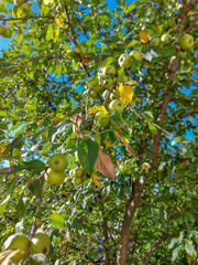 Apple tree with ripe small multivitamin apples with antiviral properties.