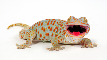 Poster - Tokay gecko / Tokeh, Tokee (Gekko gecko) 