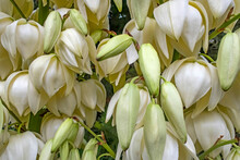Close Up Yucca Flowers And Green Leaves In Nature