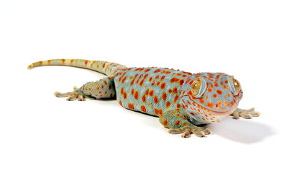 Sticker - Tokay gecko / Tokeh, Tokee (Gekko gecko) 