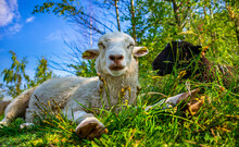 Close-up Of Cute Happy White Sheep Laying In The Fresh Green Grass And Enjoying Life In Field. Sunny Day In Meadow. Relaxing At Nature In Summer. Farm. Biological Concept, Animal Health, Friendship. 