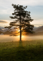 Wall Mural - the sun rising behind tall pine tree with ground mist on grass valley floor. taken in the lake distr