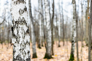 Canvas Print - natural background - birch tree trunk close up and bare trees in grove on blurred background in city