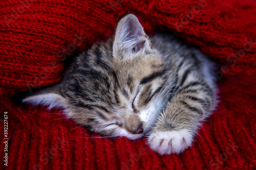 Small smiling striped kitten lying on back sleeping on white blanket. Concept of cute adorable pets cats. © Наталия Кузина