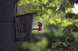 Mały ptaszek z owadem w dziobie siedzący na patyku w domku dla ptaków  na zielonym rozmytym tle