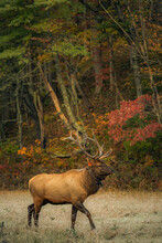 Elk In Cataloochee Valley In Great Smoky Mountains National Park Of North Carolina.