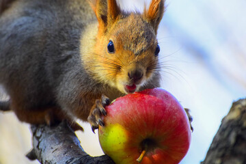 squirrel eats a red apple in the summer in the park on a tree