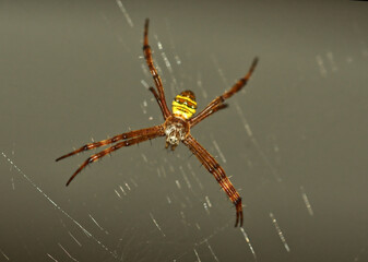 Spider