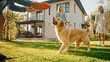 © Gorodenkoff - Smiling Beautiful Family of Four Play Catch flying disc with Happy Golden Retriever Dog on the Backyard Lawn. Idyllic Family Has Fun with Loyal Pedigree Dog Outdoors in Summer House.