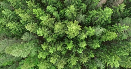 Wall Mural - Top down view mixed green forest. Drone flies over treetops conifers, cloudy day in Finland. Green moss, grass and plants. Drone footage. Bird's Eye View.

