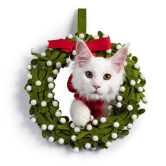 adorable solid white Maine Coon cat kitten, sitting with head trought chistmas wrath wearing a red bow tie with bells. Looking towards camera. isolated on white background.