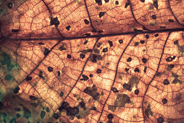 Poster - Close up Detail of a brown leaf plant. Beautiful Background pattern for design. Macro photography view.