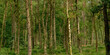Pine forest in Kalmthout heath nature reserve, Flanders, Belgium