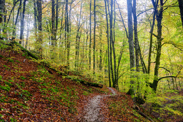 Fototapeta beeches in autumn in the irati forest, navarra, spain.