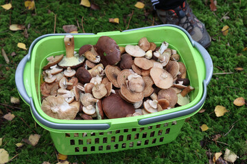 Canvas Print - Closeup shot of a basket with mushrooms collected in the forest