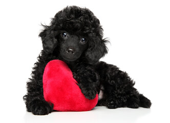 Wall Mural - Toy poodle with a red heart