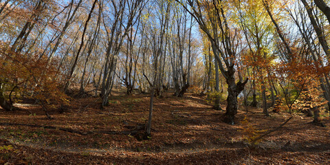 Canvas Print - Autumn walks through fields and forests, beautiful panorama.