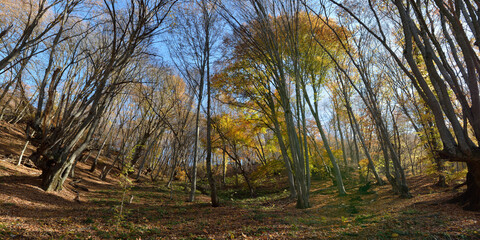 Poster - Autumn walks through fields and forests, beautiful panorama.