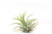 Close Up Tillandsia  Plant Isolate On White Background. Tillandsia Plant Commonly Known As Airplants.