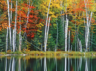 462-99 reflections of maple and birch