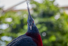 Victoria Crowned Pigeon, Latin Goura Victoria, Looks Straight Into The Camera