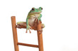 Ein grüner Frosch als Wetterfrosch sitzt oben auf einer Leiter, Studioaufnahme vor weißem Hintergrund