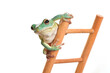 Ein grüner Frosch als Wetterfrosch auf einer Leiter schaut in die Kamera, Studiofoto vor weißem Hintergrund