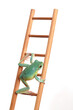 Ein grüner Frosch als Wetterfrosch sitzt ganz unten auf der Leiter, Studiofoto, Hintergrund weiß