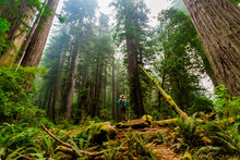 Woman exploring Mount Shasta Forest, California
