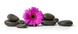 © ronstik - spa and wellness - black wet massage stones with purple flower isolated on white background