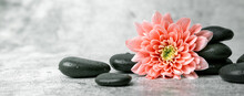 Black Spa Stones And Pink Flower On White Marble Background. Beauty Treatment Concept. Banner Copy Space