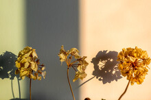Dried And Withered Flowers With Green And Yellow Light On Wall