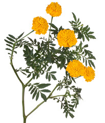 Wall Mural - marigold flower isolated